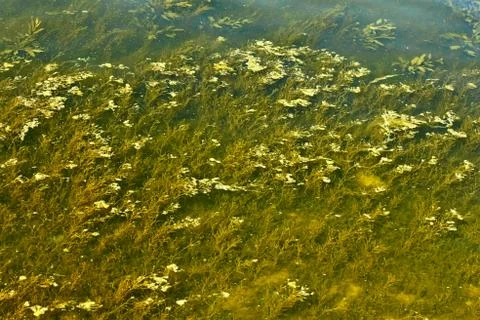 Overgrown river bottom Stock Photos