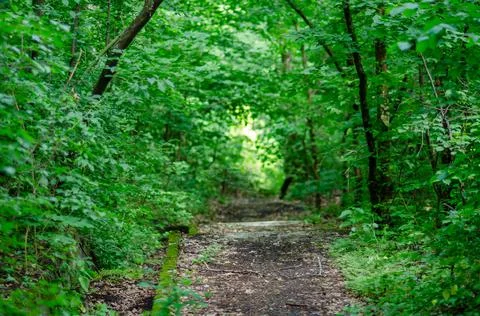 An overgrown road in the forest forms a kind of tunnel mystical mood the sun  Stock Photos