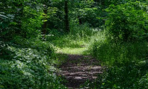 An overgrown road in the forest forms a kind of tunnel mystical mood the sun  Stock Photos