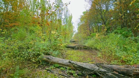 Overgrown Road to Pripyat Eerie Path to Chernobyl Exclusion Zone Stock Footage 316975240