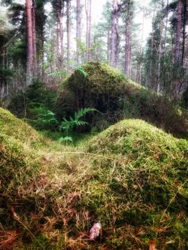 Overgrown root that looks like a tiny hobbit house Stock Photos