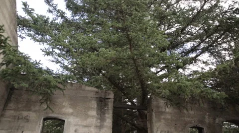 Overgrown Ruins Stockbeeldmateriaal 43965810