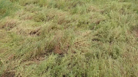 Overgrown Seed Video stock 333909002