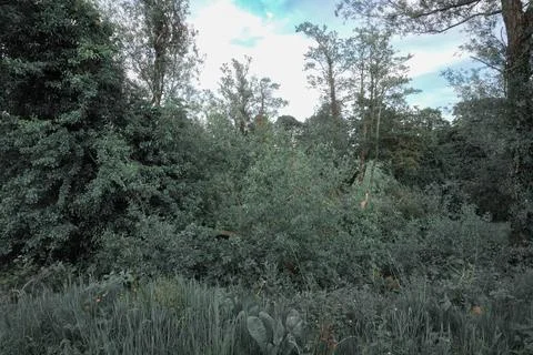Overgrown shrubs and trees create a dense Stock Photos
