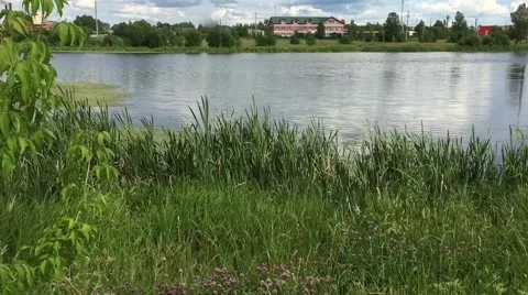 Overgrown side of the pond Stock Footage 64551047