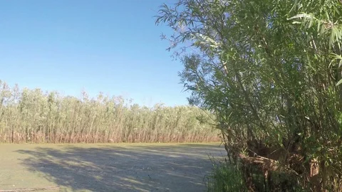 Overgrown sludge stream. Full HD Stock Footage Video stock 69818392