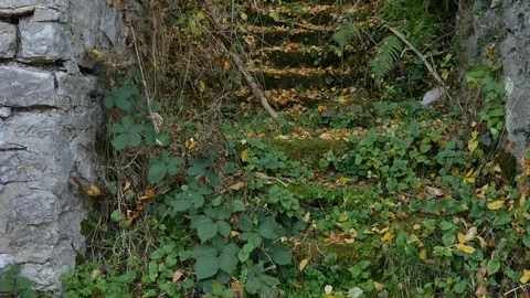 Overgrown steps of an abandoned house Stock Footage 97076376