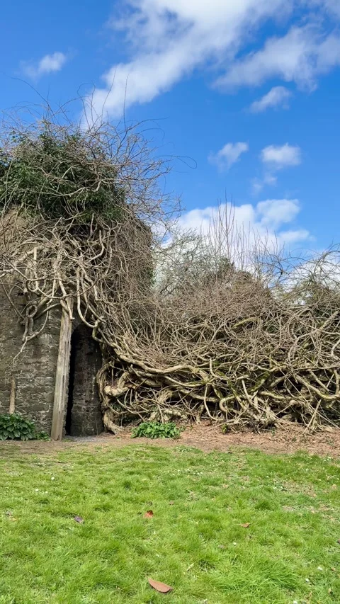 Overgrown stone structure with ivy vines, blue sky Stock Footage 336581324