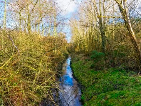 Overgrown stream Stockfoto's