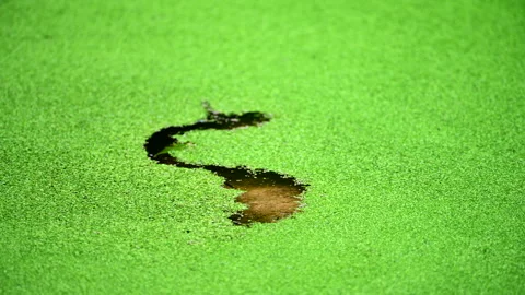 Overgrown Surface with Floating Duckweed in a Lake Stock Footage 249212926