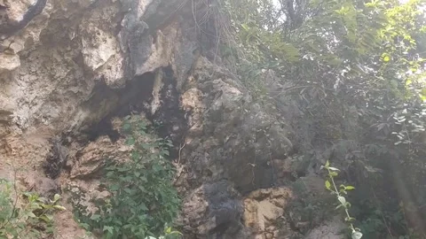 Overgrown Terrain Stock Footage 330274191