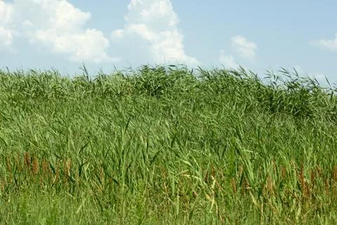 Overgrown thick cane Stock Photos