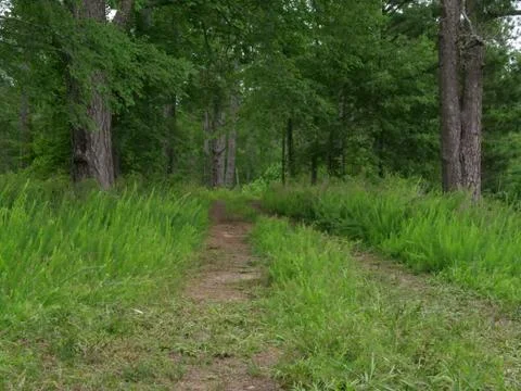 An Overgrown Trail Stock Photos