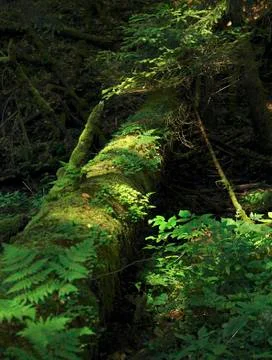Overgrown tree trunk Stock Photos
