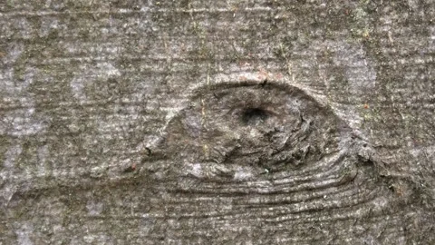 Overgrown tree wound on beech trunk, bark, background image, fantasy Stock Footage 291584655