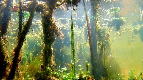 Overgrown Underwater Environment Overview Stock Footage 104147434