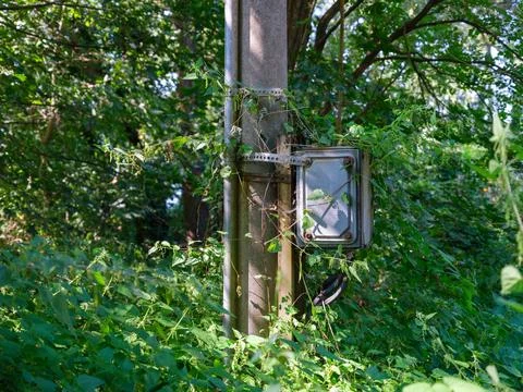 Overgrown Utility Pole Stock Photos