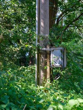 Overgrown Utility Pole Stock Photos