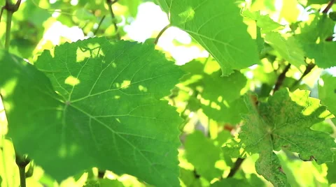 Overgrown vineyard. Game of sunlight Stock Footage 69005625
