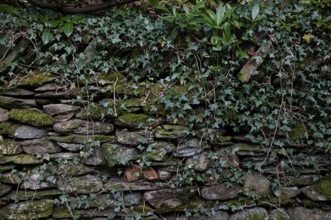 Overgrown wall Stock Photos