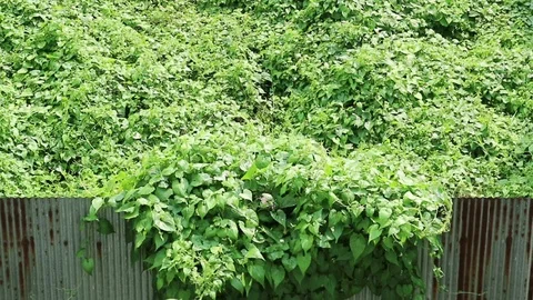 Overgrown wild vine crossing rusty metal fence Stock Footage 93083388