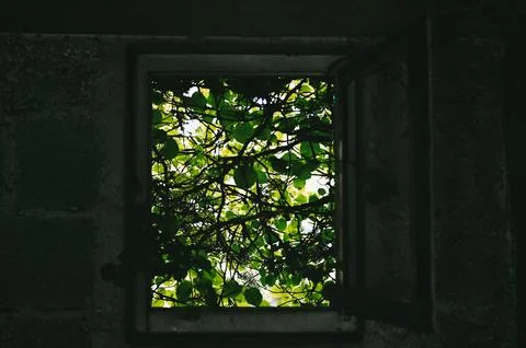 Overgrown window Foto stock