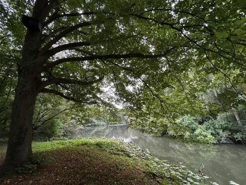 Overhanging beech tree canopy framing tranquil riverbank reflections and wooded Stock Photos