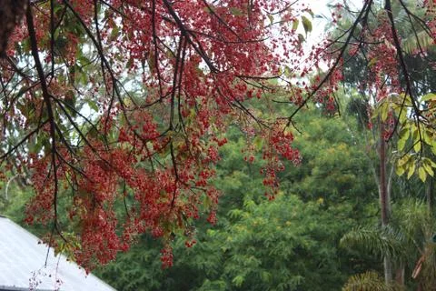 Overhanging red tree with thin branches - green trees in background Stock Photos