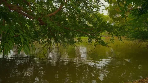 Overhanging tree branches above rippling lake water Stock Footage 321009426