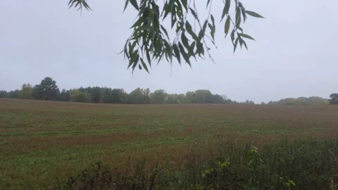 Overhanging Tree Branches Framing A Wide Open Swedish Meadow Stock Footage 348025627