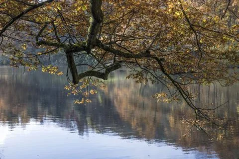 Overhanging tree Fotos Stock