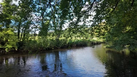 Overhanging trees at riverside Video stock 317783001