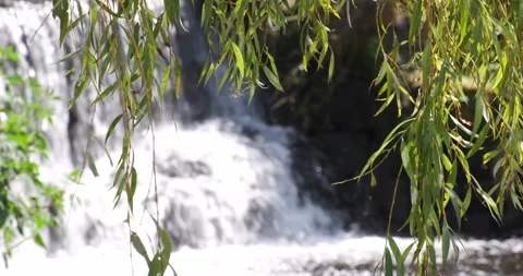 Overhanging weeping willow branches in front of waterfall. Shallow focus. Video stock 134771161