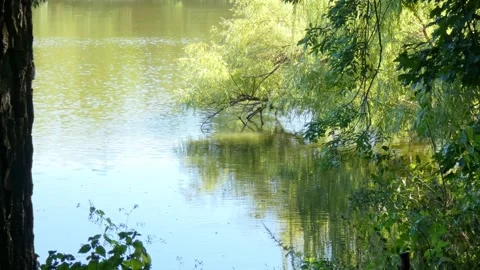 Overhanging willow leaves framing bright sunlit water Stock Footage 328414614