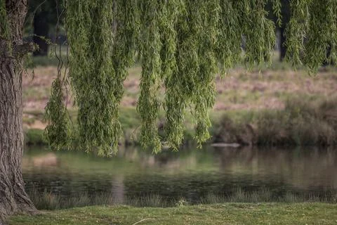 Overhanging willow tree Fotos Stock