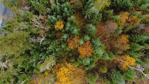 Overhead aerial camera moves quickly over the tops of the autumn forest Video stock 126078522