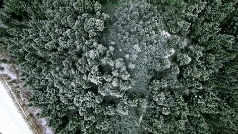 Overhead aerial camera moving over dense blue coniferous forest Video stock 119236611