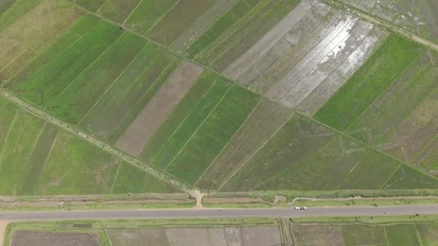 Overhead aerial of patchwork rice paddies with sun reflection, Kenya Stock Footage 347499830