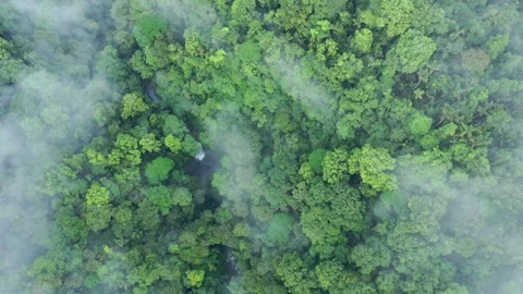 Overhead Aerial Shot of a Cloud Rainforest of Ecuador with a Waterfall Stock Footage 312218938