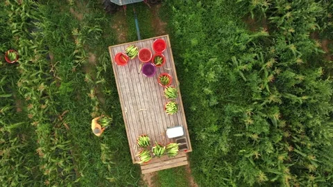 Overhead aerial shot of men loading freshly picked corn onto a flatbed trailer Video stock 135897282