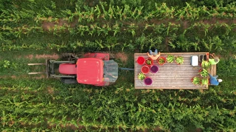 Overhead aerial shot of tractor with flatbed trailer loaded with corn moving Video stock 135897707
