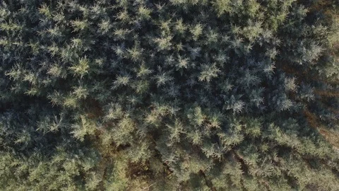 Overhead Aerial Shot Of Trees Growing In Forest During Summer Stock Footage 79653702