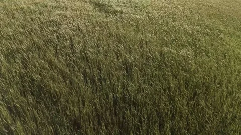 Overhead Aerial Texture Shot of Dense Green Cereal Field Vídeo Stock 346600455