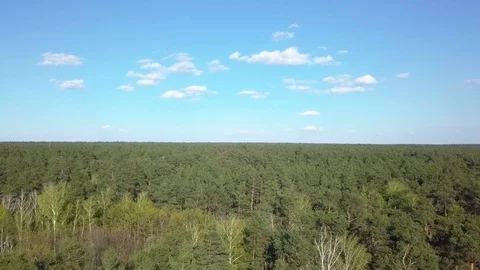 Overhead aerial top forest 動画素材 88831478