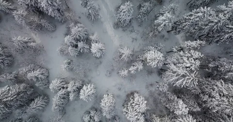 Overhead aerial top view moving over alpine snow covered pine forest woods Stock Footage 125351160