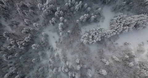 Overhead aerial top view moving over alpine snow covered pine forest woods. Stock Footage 125351289