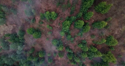 Overhead aerial top view over in countryside autumn forest.Fall orange,green Stock Footage 127269712