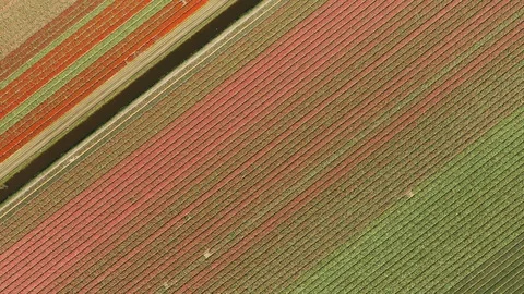 Overhead aerial view abstract patterns blooming tulip flower fields Netherlands Stock Footage 120261333
