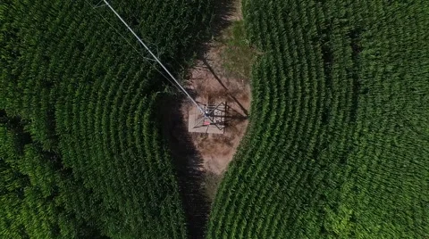 Overhead Aerial View of Alfalfa Fields Stock Footage 59580291