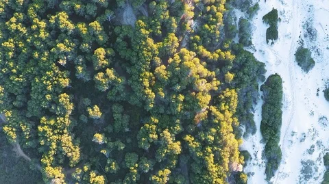 Overhead aerial view of forest during sunset hours Stock Footage 101568839